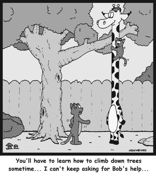 'You'll have to learn how to climb down trees sometime... I can't keep asking for Bob's help...'