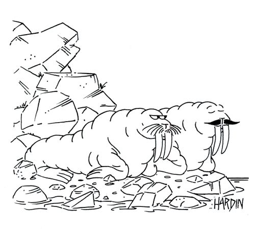 Walrus Grooming.