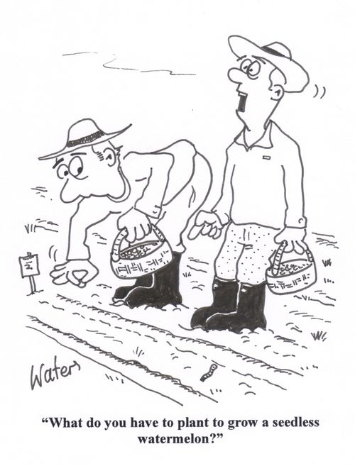 'What do you have to plant to grow a seedless watermelon?'