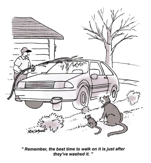 'Remember, the best time to walk on it is just after they've washed it.'