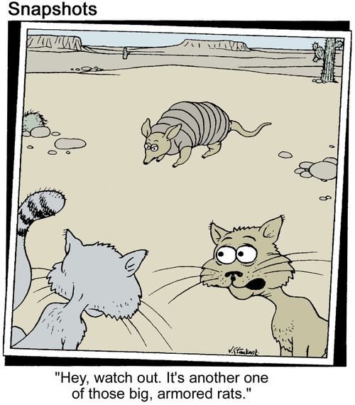 Cat says of armadillo, 'It's one of those big armored rats.'