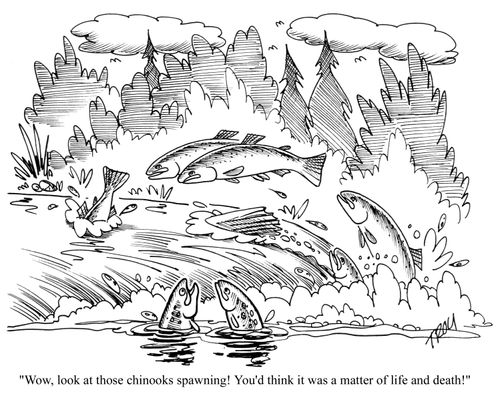 'Wow, look at those chinooks spawning! You'd think it was a matter of life and death!'