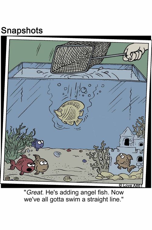 'Great. He's adding angel fish. Now we've gotta swim a straight line.'