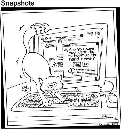 Cat on Computer Keyboard.