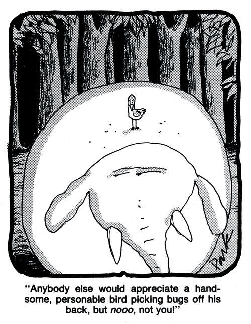 'Anybody else would appreciate a handsome, personable bird picking bugs off his back, but nooo, not you!'