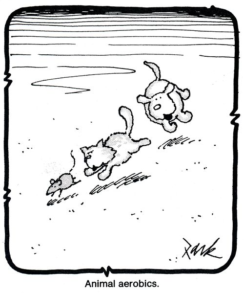 Animal Aerobics 