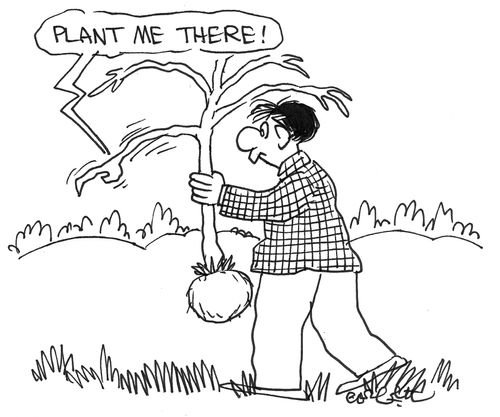 Tree to man carrying it, 'plant me there!'