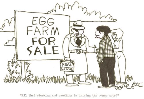 Egg farm for sale: 'All that clucking and cackling is driving the owner nuts!'
