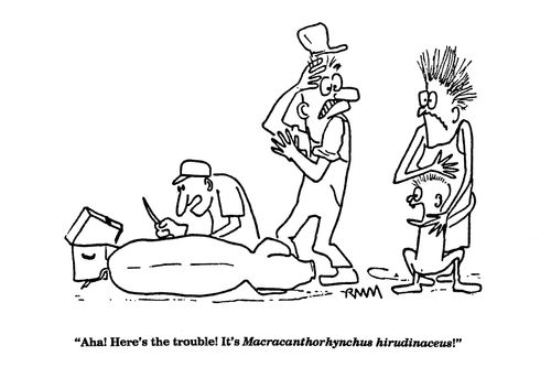 'Aha!  Here's the trouble!  It's Macracanthorhychus hirudinaceus!'