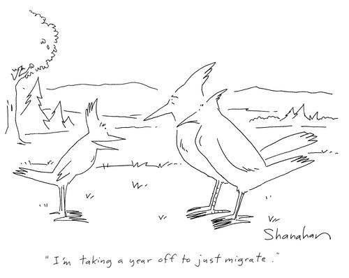 'I'm taking a year off to just migrate.'