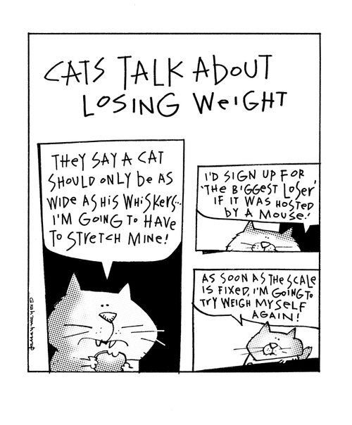 "Cats talk about losing weight."