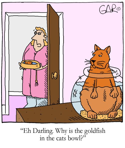 'Eh Darling. Why is the goldfish in the cats bowl?'