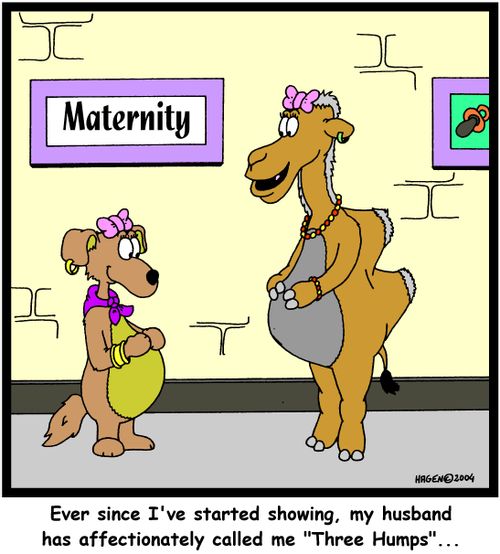 'Ever since I've started showing, my husband has affectionately called me 'Three Humps'...'