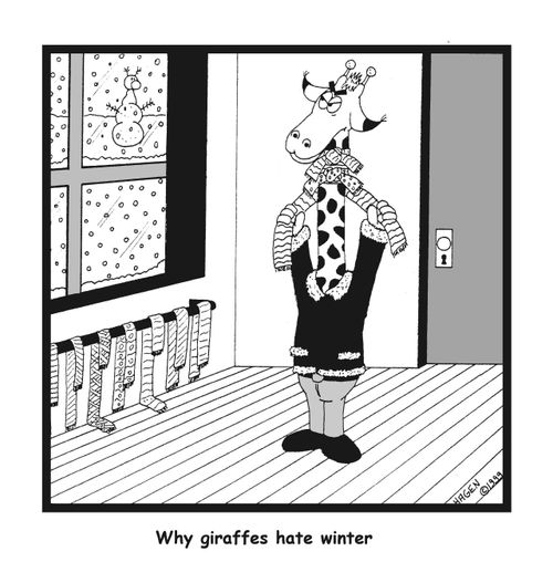 Why giraffes hate winter