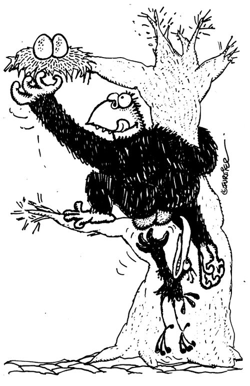 Monkey steeling Eggs. Bird attacking monkey.