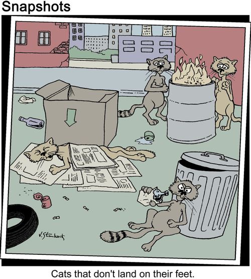 Cats that don't land on their feet.