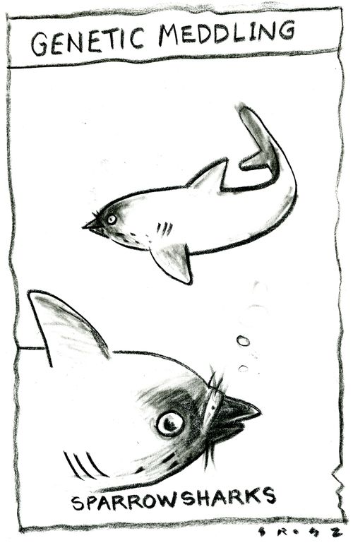 Genetic Meddling - sparrow sharks