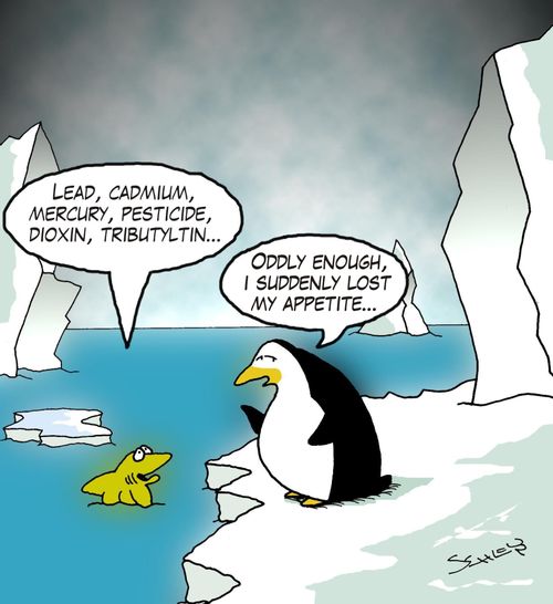 Penguin lost his appetite because of contaminated fish.