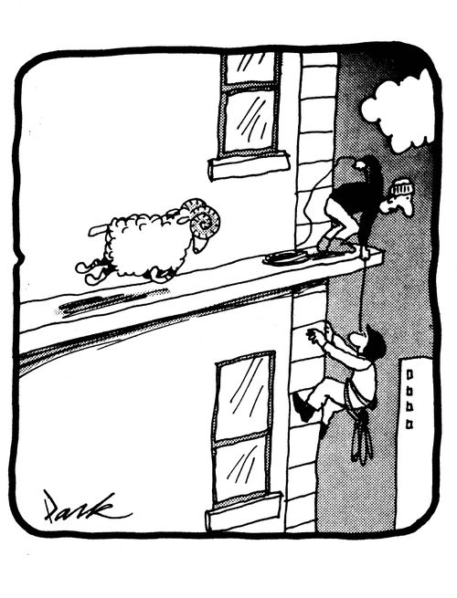 Sheep on a Ledge.