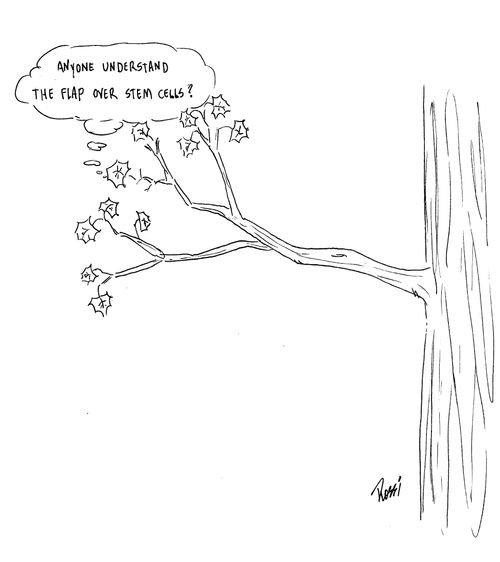 'Anyone understand the flap over stem cells?'
