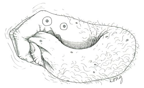 The Hand Puppet's Dinner