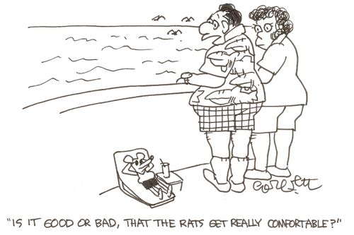 'Is it good or bad, that the rats get really comfortable?'