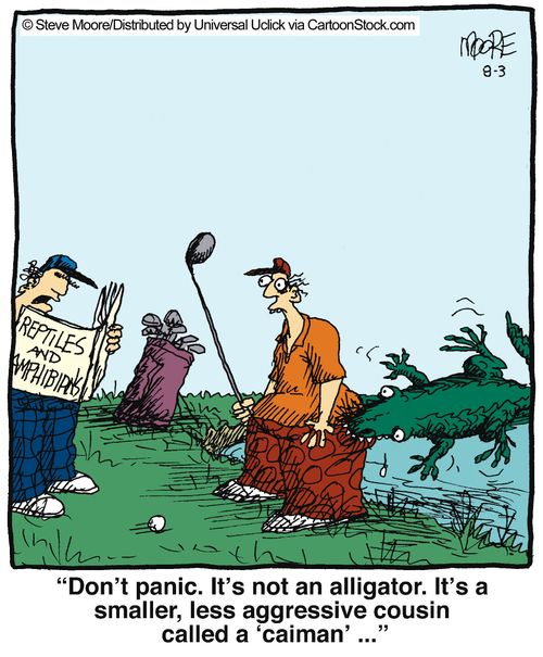'Don't panic. It's not an alligator. It's a smaller, less aggressive cousin...'