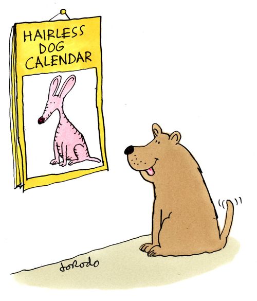 Dog admiring hairless dog calendar