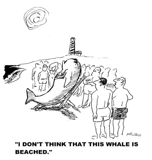'I don't think that this whale is beached.'