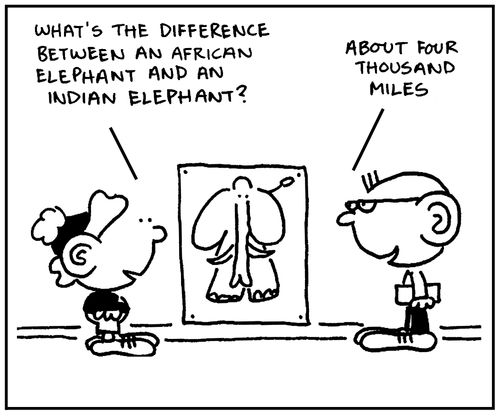 'What's the difference between an African elephant and an Indian elephant?'