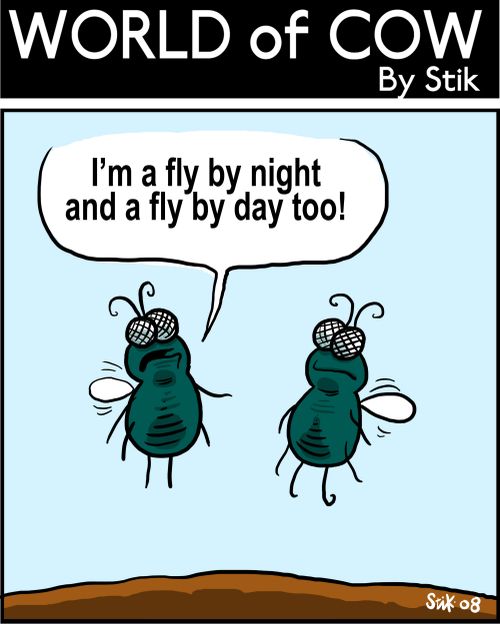 'I'm a fly by night and a fly by day too!'