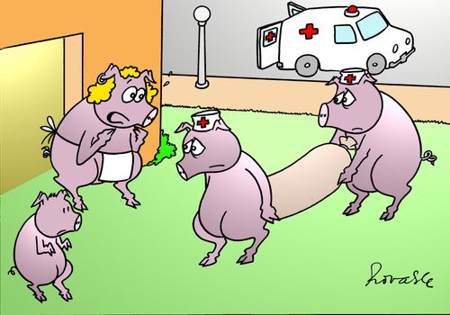 Pig returns from hospital.