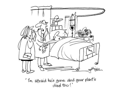 'I'm afraid he's gone and your plant's died too.'