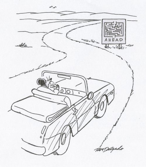 Maze ahead.