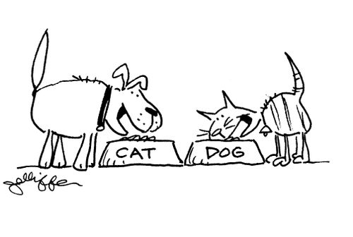Cat and Dog both eating from wrong bowls.