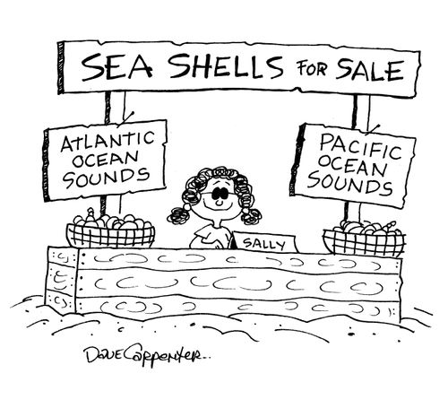 Sea Shells For Sale