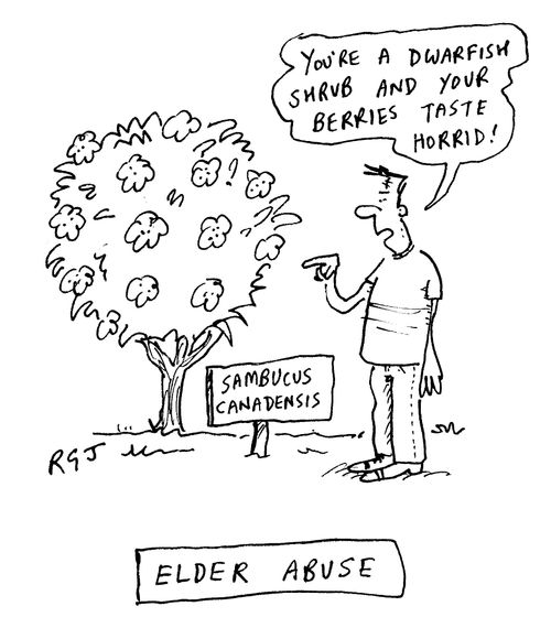Elder Abuse: 'You're a dwarfish shrub and your berries taste horrid.'