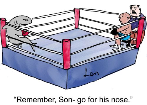 'Remember, Son- go for his nose.'