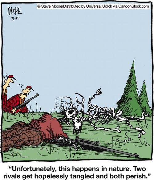 'Unfortunately, this happens in nature. Two rivals get hopelessly tangled and both perish.'
