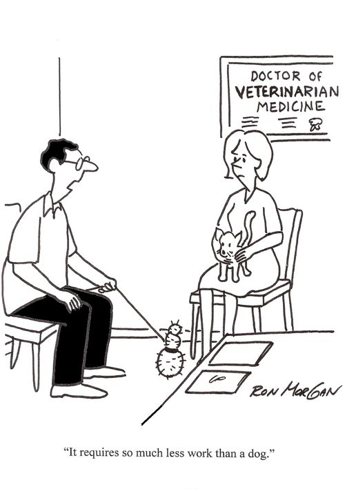"It requires so much less work than a dog."