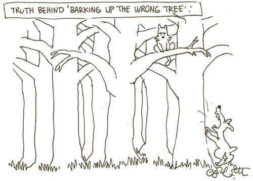 Truth behind 'barking up the wrong tree'.