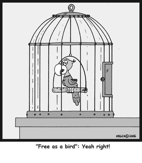 ''Free as a bird': Yeah right!'