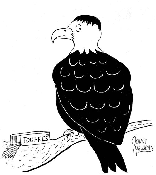 Bald eagle is wearing a toupee.