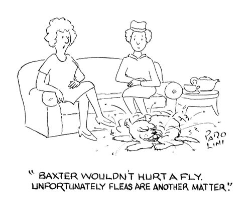 'Baxter wouldn't hurt a fly. Unfortunately fleas are another matter.'