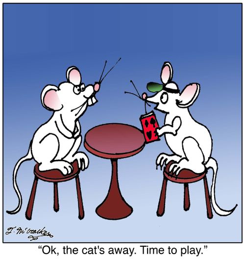 'Ok, the cat's away. Time to play.'