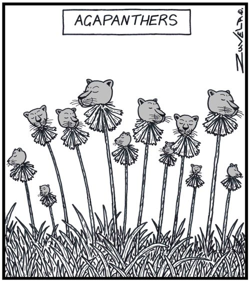 Agapanthus flowers in the form of Panthers.
