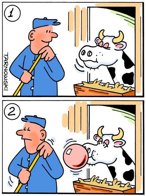 Cow chewing bubble gum.