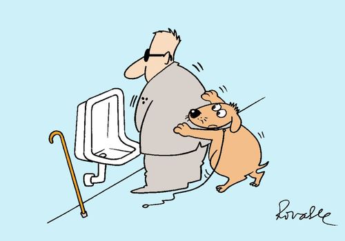 Guide dog assists owner at urinal