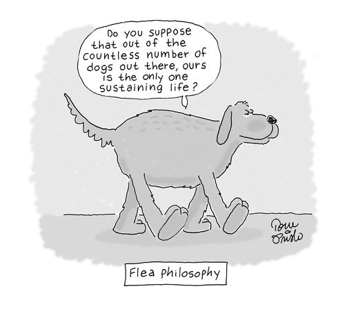 Flea Philosophy.