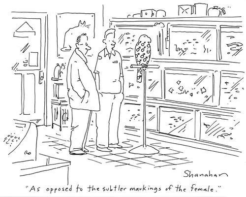 'As opposed to the subtler markings of the female.'